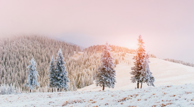 Árvores de paisagem de inverno no gelo