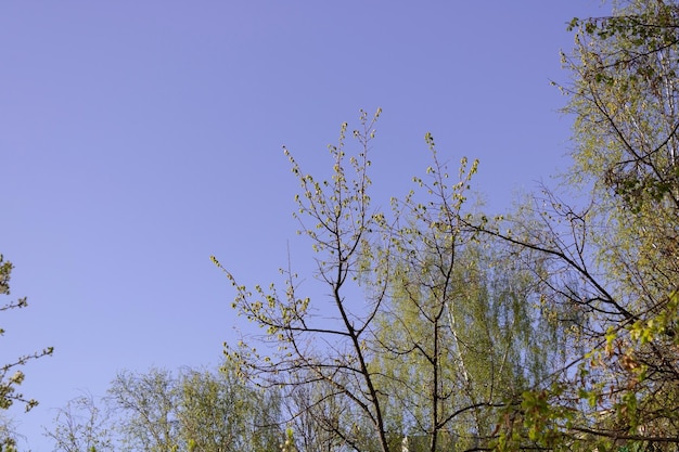 Árvores de primavera em um fundo de céu azul