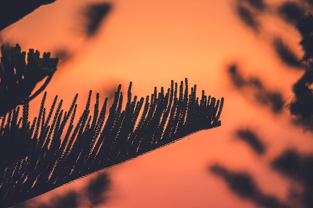 Árvores de silhueta dramática ao pôr do sol. Sol dourado pôr do sol