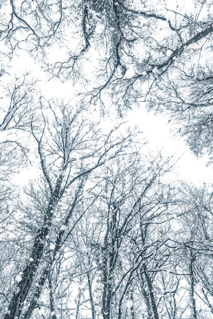 Árvores de topo cobertas de neve, copa das árvores de inverno.