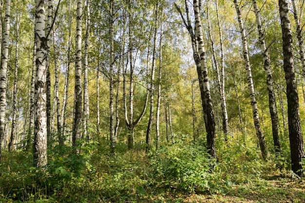 Árvores de vidoeiro no outono Park