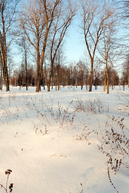 Árvores decíduas, fotografadas durante o inverno.