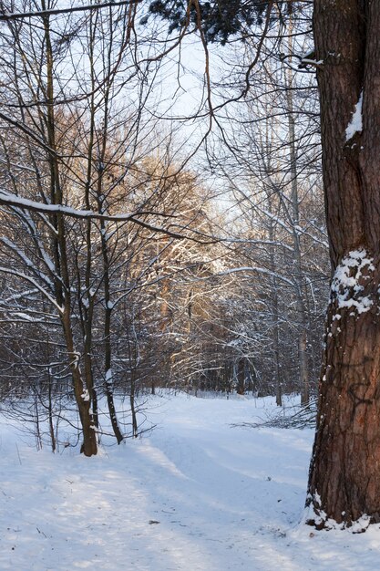 Árvores decíduas nuas na neve no inverno, bela natureza de inverno após a queda de neve e geada, árvores decíduas de diferentes raças após a queda de neve