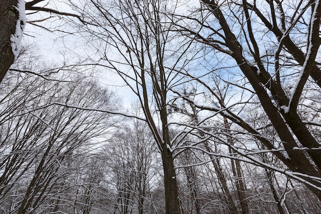 Árvores decíduas nuas na neve no inverno, bela natureza de inverno após neve e geada, árvores decíduas de diferentes raças após a queda de neve