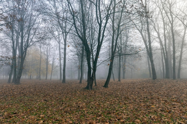 Árvores decíduas nuas na temporada de outono em tempo nublado troncos de árvores sem folhagem na temporada de outono em tempo chuvoso