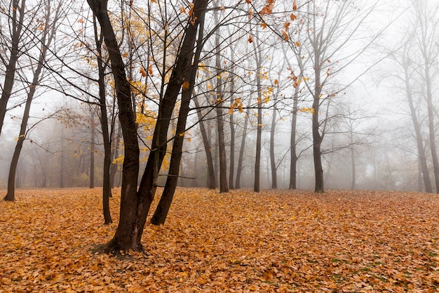 Árvores decíduas nuas no outono