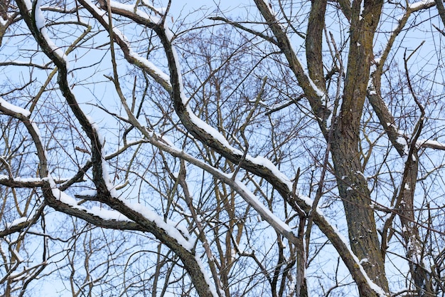 Árvores decíduas sem folhas na neve após nevascas e quedas de neve