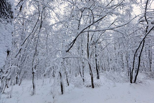 Árvores decíduas sem folhas na neve após nevascas