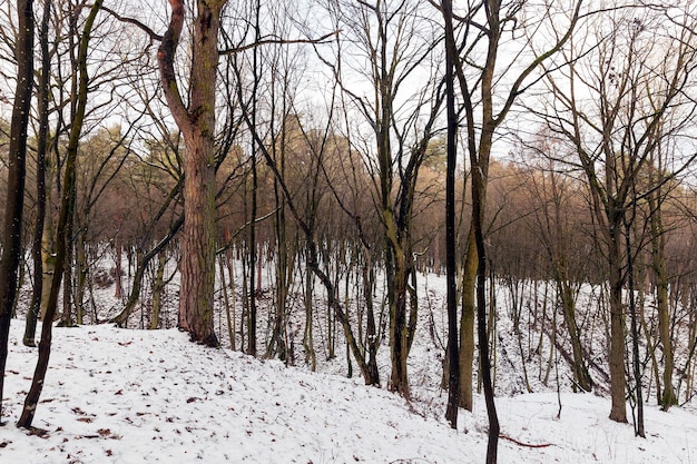 Árvores decíduas sem folhas no inverno. No chão há montes de neve após uma queda de neve