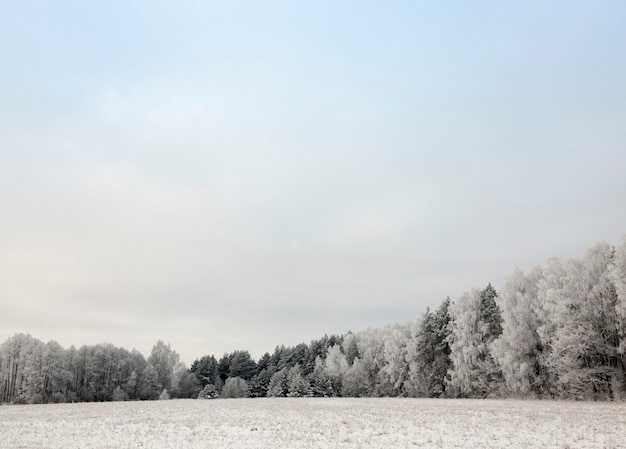 Árvores decíduas sem pomar no inverno, galhos cobertos por uma espessa camada de neve após a tempestade, céu ao fundo