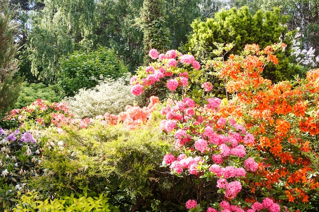 Árvores decorativas. arbustos e flores no jardim