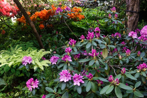 Árvores decorativas. arbustos e flores no jardim