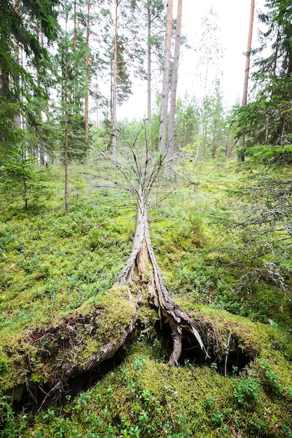 Árvores desenraizadas após furacão em uma floresta no Leste Europeu.