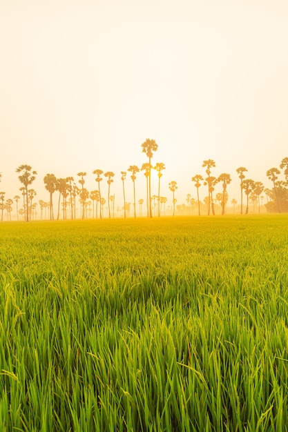 Árvores Dong Tan em um campo de arroz verde no parque nacional ao pôr do sol no distrito de Sam Khok, na área rural