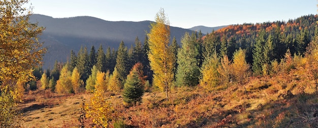 Árvores douradas e brilhantes da floresta de outono nas montanhas. Floresta de montanha no outono.