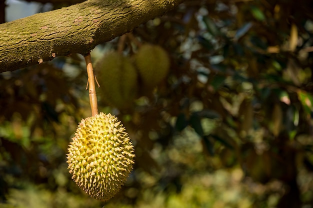 Árvores Durian com frutas tropicais em Samui