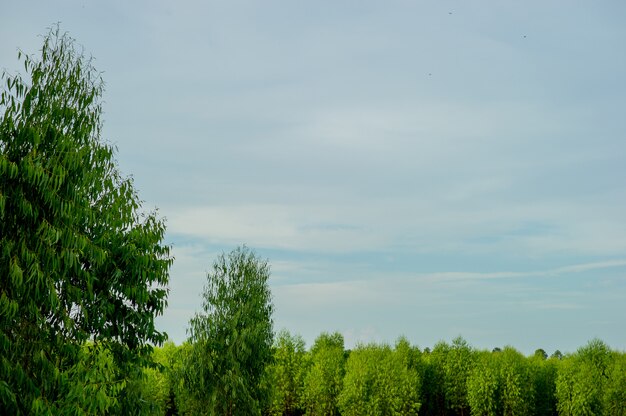 Árvores e céu Indigo no inverno Idéias de viagem de natureza E há um espaço de cópia.