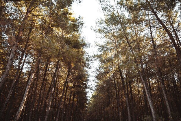 Árvores e céu na floresta