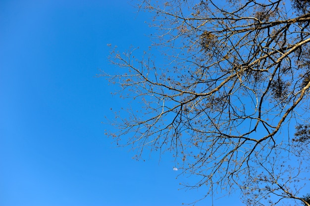 Árvores e céu Ocorre naturalmente. Verde e azul Formulado em forma natural.