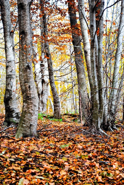 Árvores e folhas coloridas no outono no Parque Natural de Montseny, em Barcelona, Espanha.