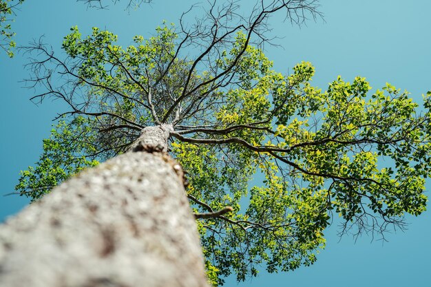 Árvores e folhas verdes na primavera durante o dia