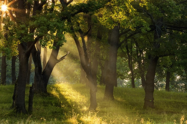 Árvores e luz solar