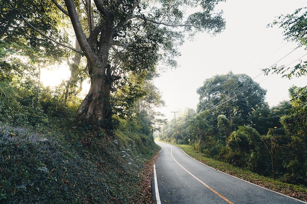 Árvores e natureza pela manhã, árvores e natureza pela manhã de verão