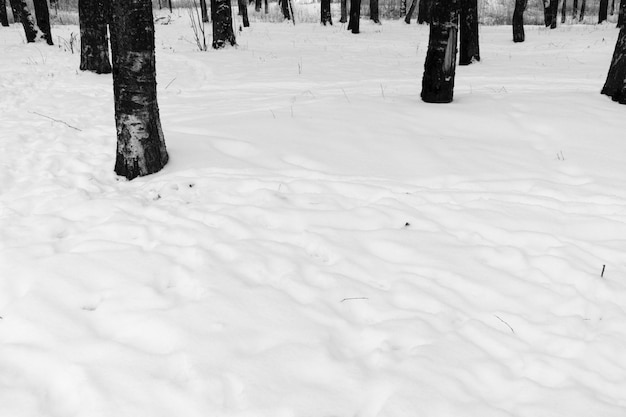 Árvores e neve no parque em preto e branco