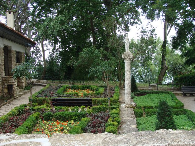 Árvores e plantas contra o céu