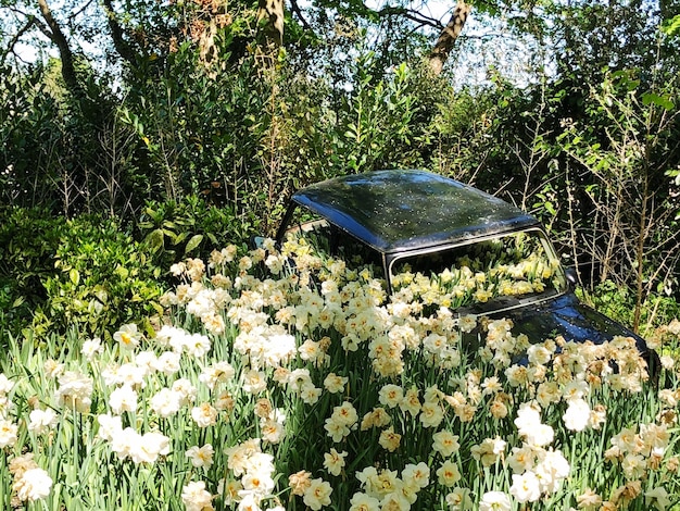 Árvores e plantas no campo do parque