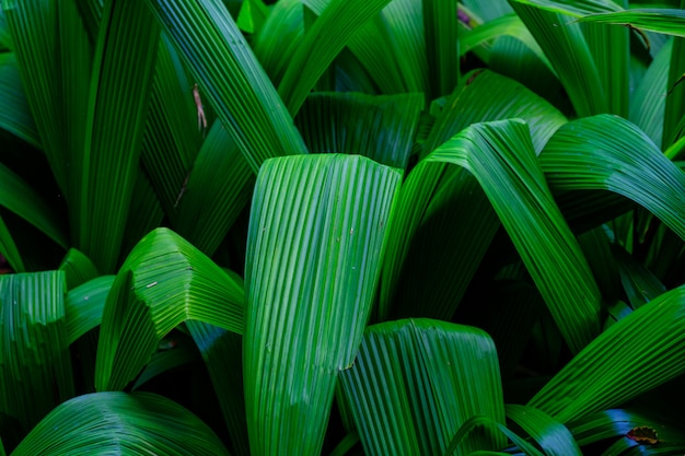 Árvores e plantas no jardim botânico. Densa vegetação verde no jardim botânico. Tenerife. Espanha.