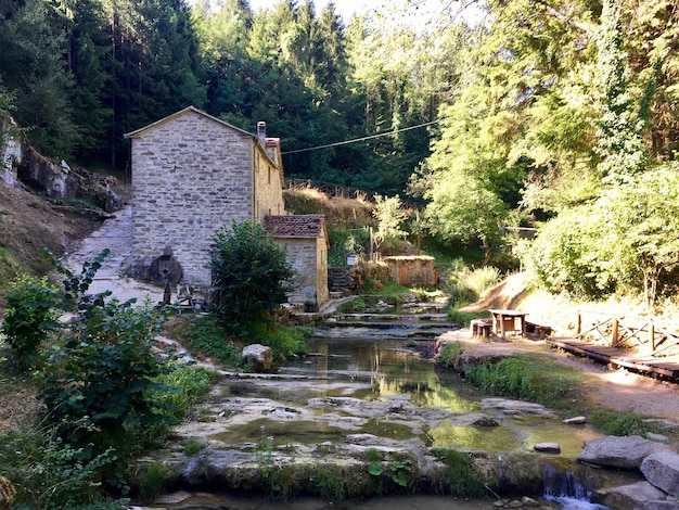 Árvores e plantas que crescem na água