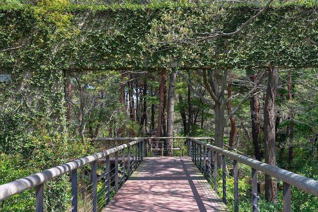 Árvores e ponte de madeira com luz solar