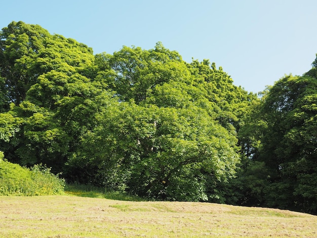 Árvores e prado