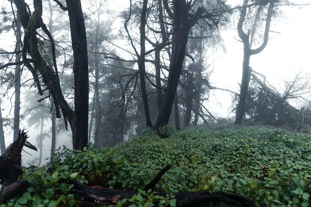 Árvores e samambaias no dia chuvoso Floresta verde