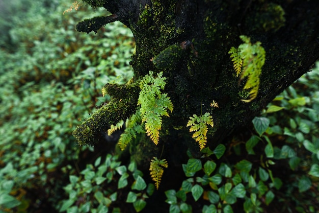 Árvores e samambaias no dia chuvoso Floresta verde