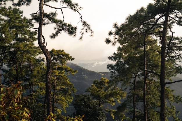 Árvores e samambaias no dia chuvoso Floresta verde