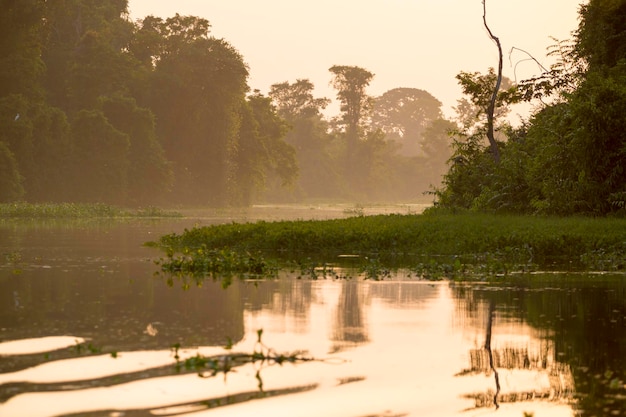 Árvores e selva no Rio Catatumbo Lago Maracaibo Venezuela