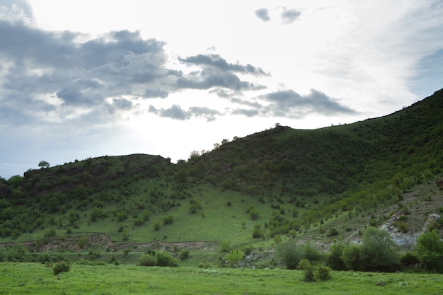 Árvores e uma colina à noite na primavera