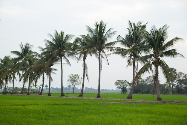 Árvores em campos de arroz.