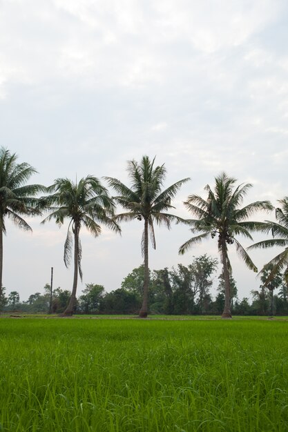 Árvores em campos de arroz.