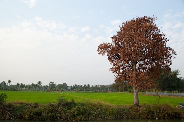 Árvores em campos de arroz.