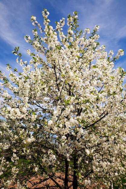 Árvores em flor - as flores brancas que apareceram em uma árvore frutífera