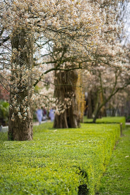 Árvores em flor de cerejeira e luz do sol no parque Sakura Beco em flor de cerejeira Maravilhoso parque cênico com fileiras de árvores de cerejeira e gramado verde na primavera Raios de sol em flor rosa