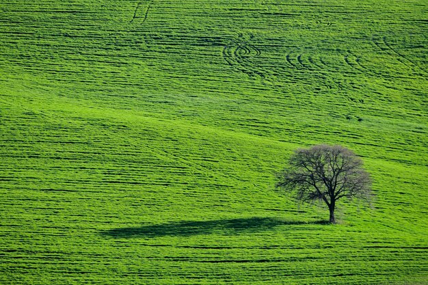 Árvores em seu ambiente natural no meio da natureza