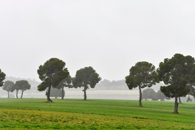 Árvores em seu ambiente natural no meio da natureza