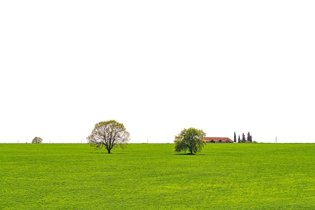 Árvores em um campo verde isolado no branco