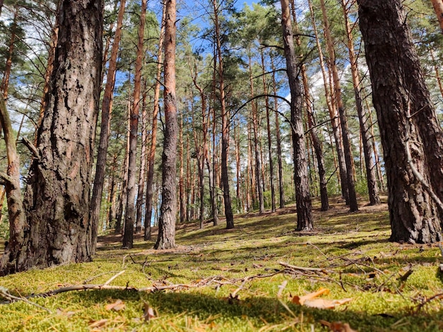 Árvores em um dia ensolarado na floresta crescem em uma colina