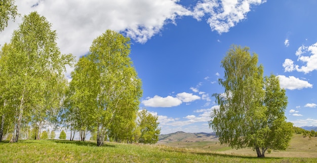 Árvores em um fundo de céu azul em um dia de primavera