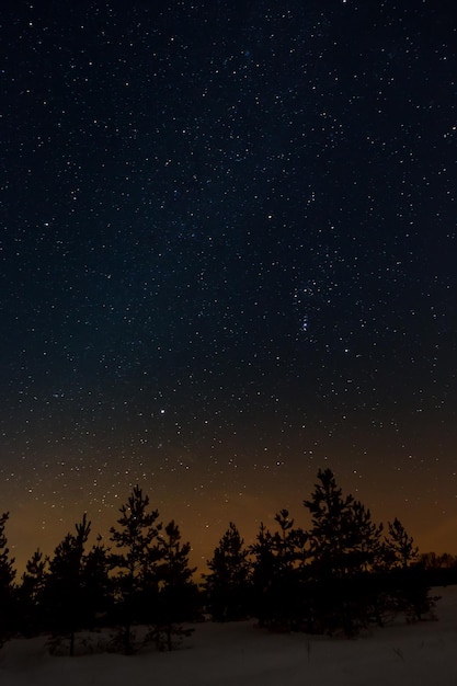 Árvores em um fundo do céu estrelado à noite